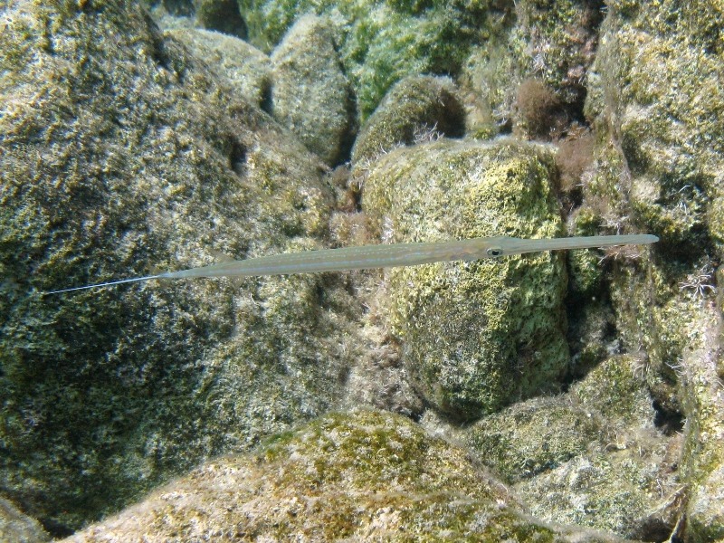 Fistularia commersonii (Rppell, 1838) - specie lessepsiana
